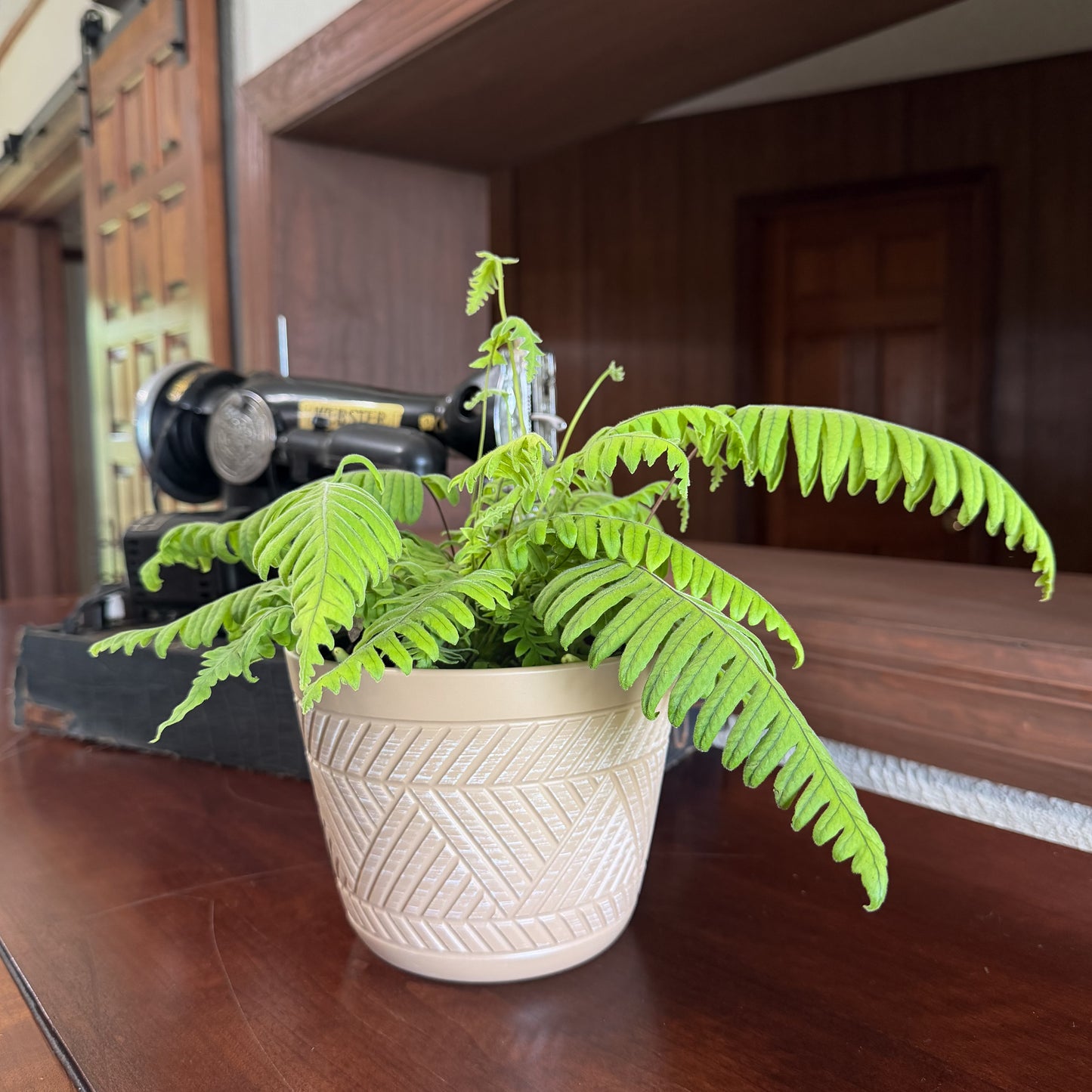 E.T. Footed Fern (Polypodium Formosanum 'Cristatum') - 6 Inch Indoor Houseplant