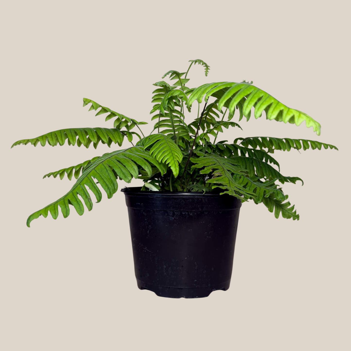 E.T. Footed Fern (Polypodium Formosanum 'Cristatum') - 6 Inch Indoor Houseplant