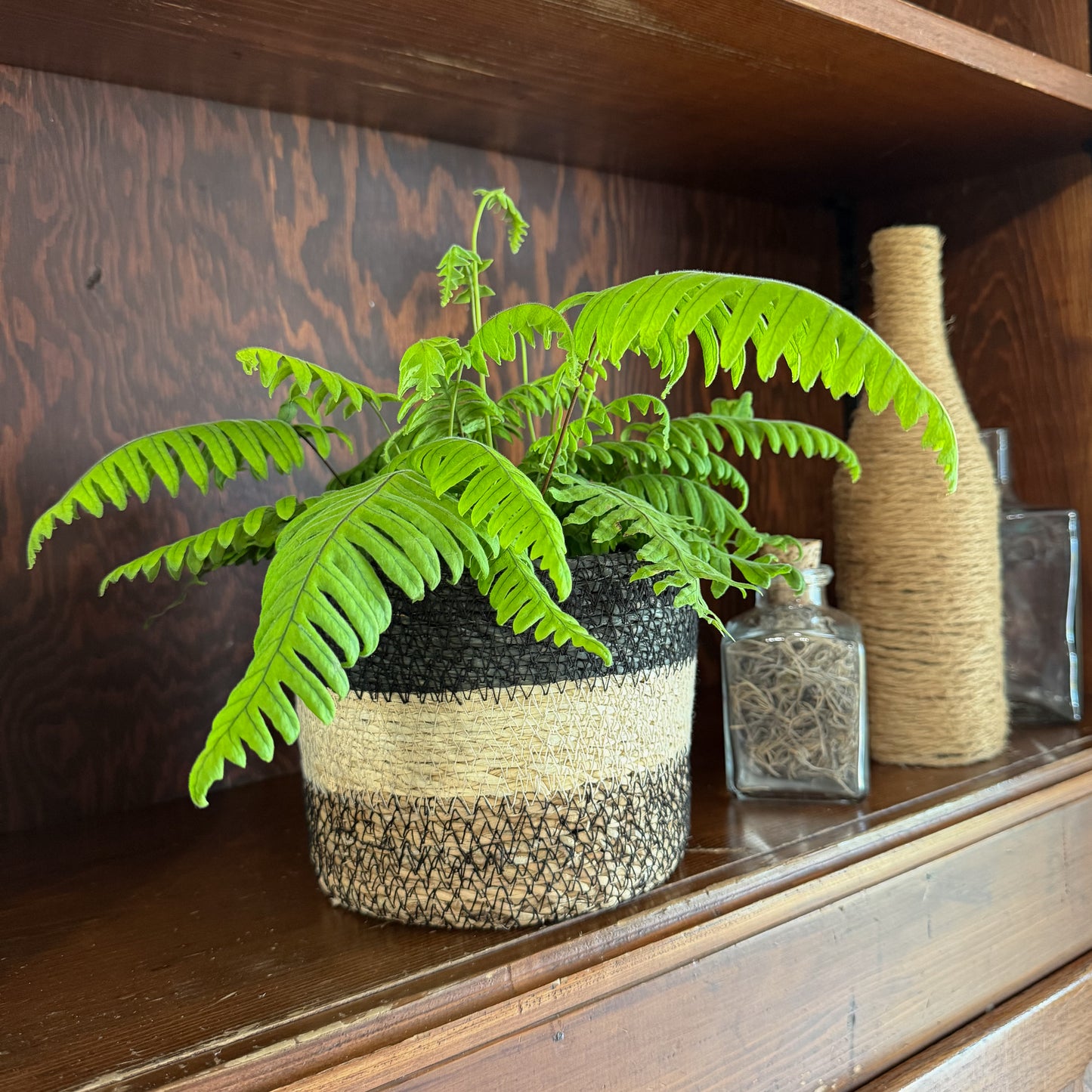 E.T. Footed Fern (Polypodium Formosanum 'Cristatum') - 6 Inch Indoor Houseplant