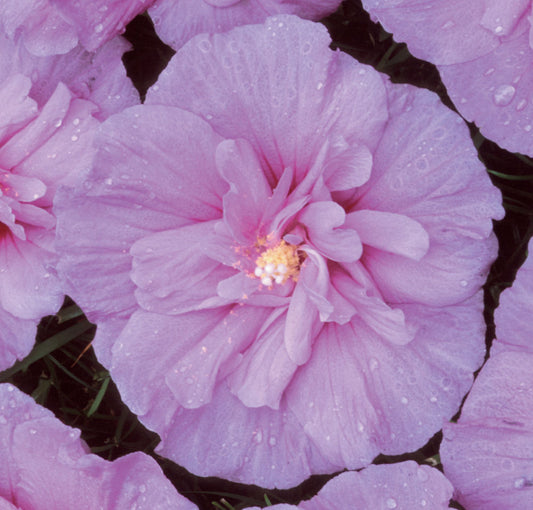 Lavender Chiffon® Rose of Sharon (Hibiscus syriacus 'Notwoodone') - 3 gallon 30"