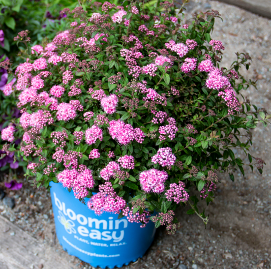 Poprocks® Petite Spirea (Spiraea poprocks 'Petite') - 2 gallon