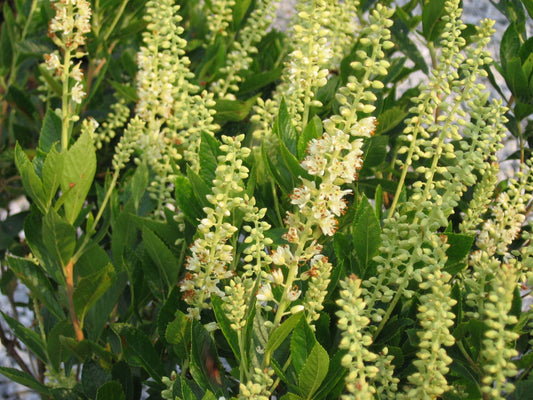 Sixteen Candles Dwarf Summersweet (Clethra alnifolia 'Sixteen Candles') - 3 gallon 15"