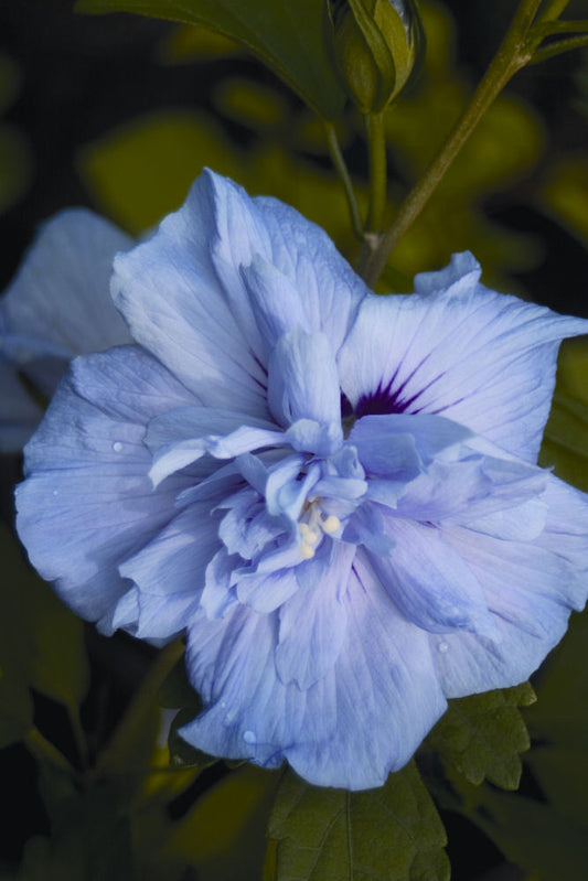 Blue Chiffon® Rose of Sharon (Hibiscus syriacus 'Notwoodthree') - 3 gallon 30"