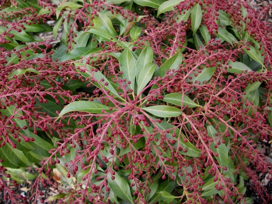 Katsura Japanese Andromeda (Pieris japonica 'Katsura') - 3 gallon 12"