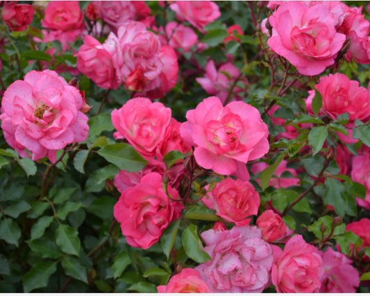 Sunrise Sunset Rose (Rosa E.E 'Sunrise Sunset') - 2 gallon