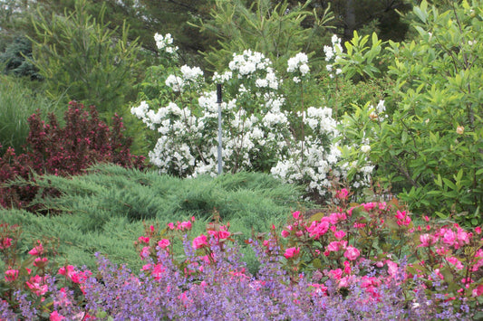 Snow White™ Mockorange (Philadelphus 'Snow Snowwhite Sensation') - 1 gallon