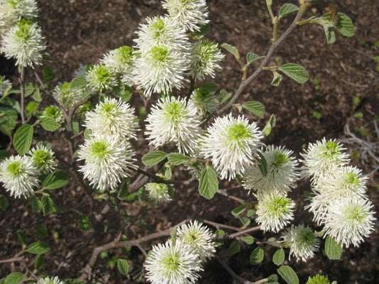 Dwarf Fothergilla (Fothergilla gardenii) - 2 gallon