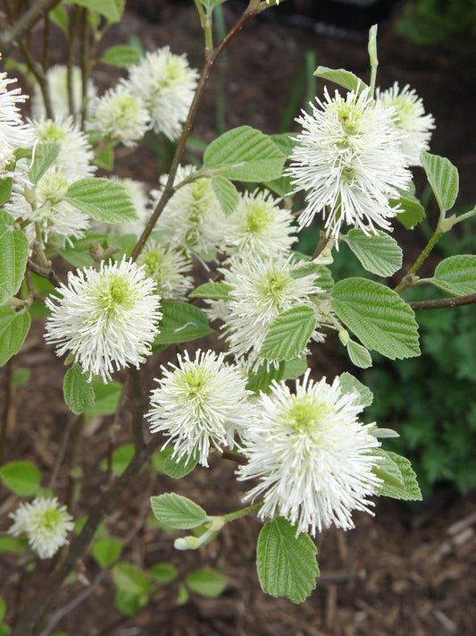 Mount Airy Dwarf Fothergilla (Fothergilla gardenii 'Mount Airy') - 3 gallon 12"