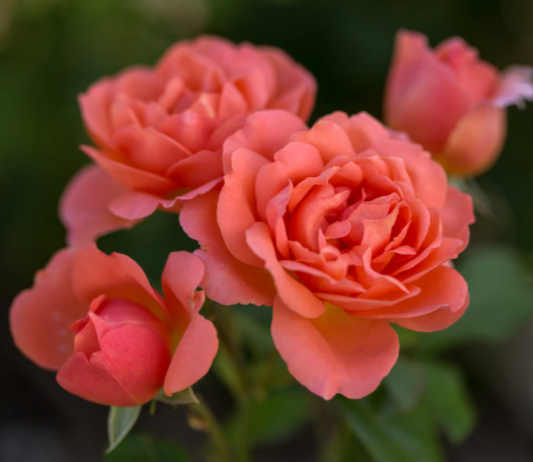 Sweet Fragrance Rose (Rosa E.E 'Sweet Fragrance') - 2 gallon