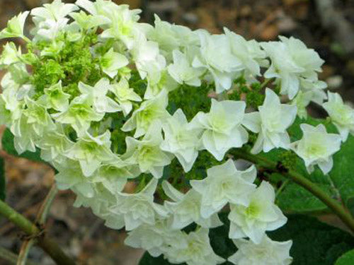 Gatsby Star® Oakleaf Hydrangea (Hydrangea quercifolia 'Gatsby Star') - 1 gallon