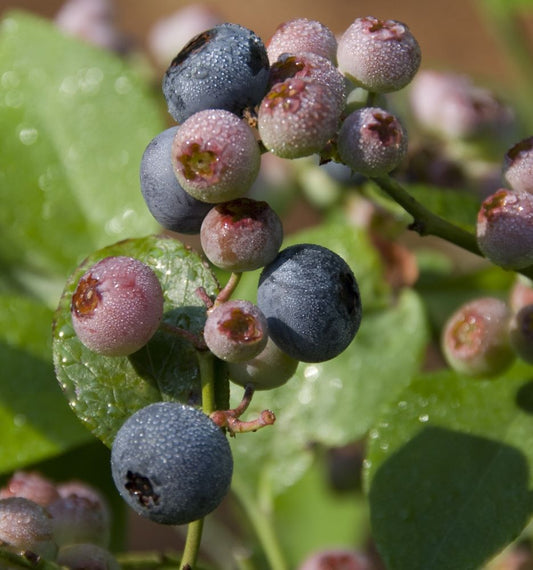 Patriot Highbush Blueberry (Vaccinium patriot 'Patriot') - 1 gallon 10"
