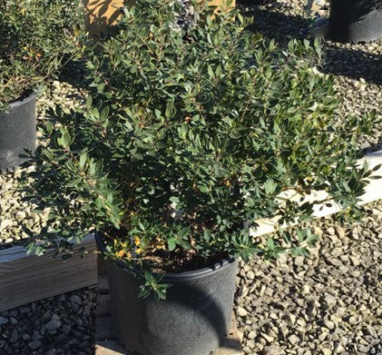 Forever Emerald™ Inkberry (Ilex glabra 'Forever Emerald') - 3 gallon 12"