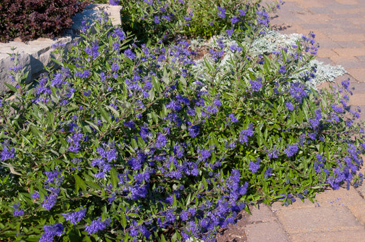 First Editions® Sapphire Surf™ Bluebeard (Caryopteris x clandonensis ‘Sapphire Surf (Blauer Splatz)) - 2 gallon