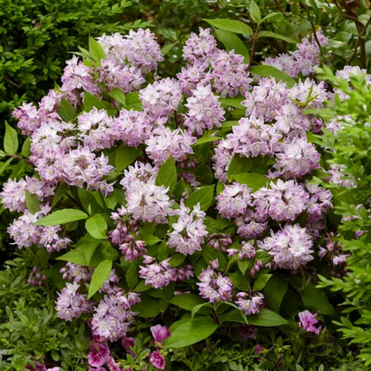 Raspberry Sundae Deutzia (Deutzia 'Raspberry Sundae') - 2 gallon