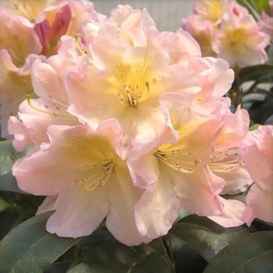 Holden’s™ Peach Rhododendron (Rhododendron 'Holdens Peach') - 3 gallon