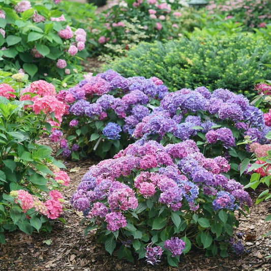 Let's Dance Lovable® Bigleaf Hydrangea (Hydrangea macrophylla 'Lets Dance Lovable') - 3 gallon