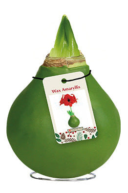Green Wax Amaryllis 🌺💚