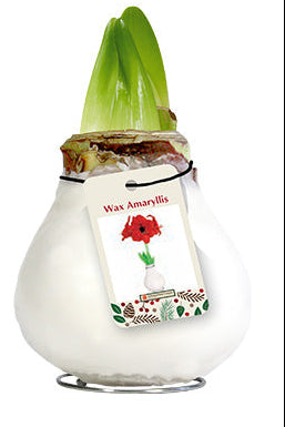White Wax Amaryllis 🌺🤍