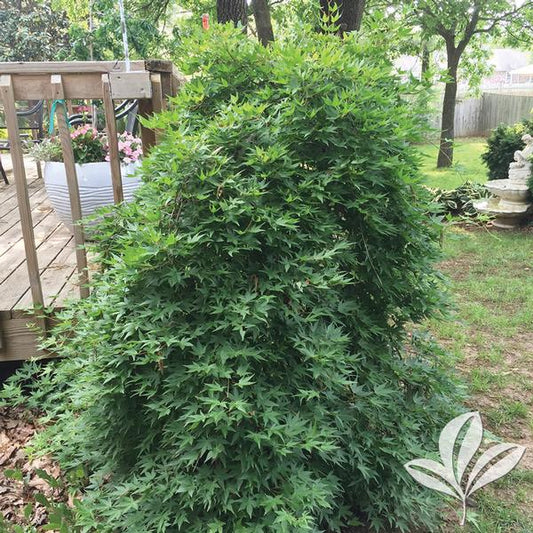 Ryusen Japanese Maple 🍁🌿✨