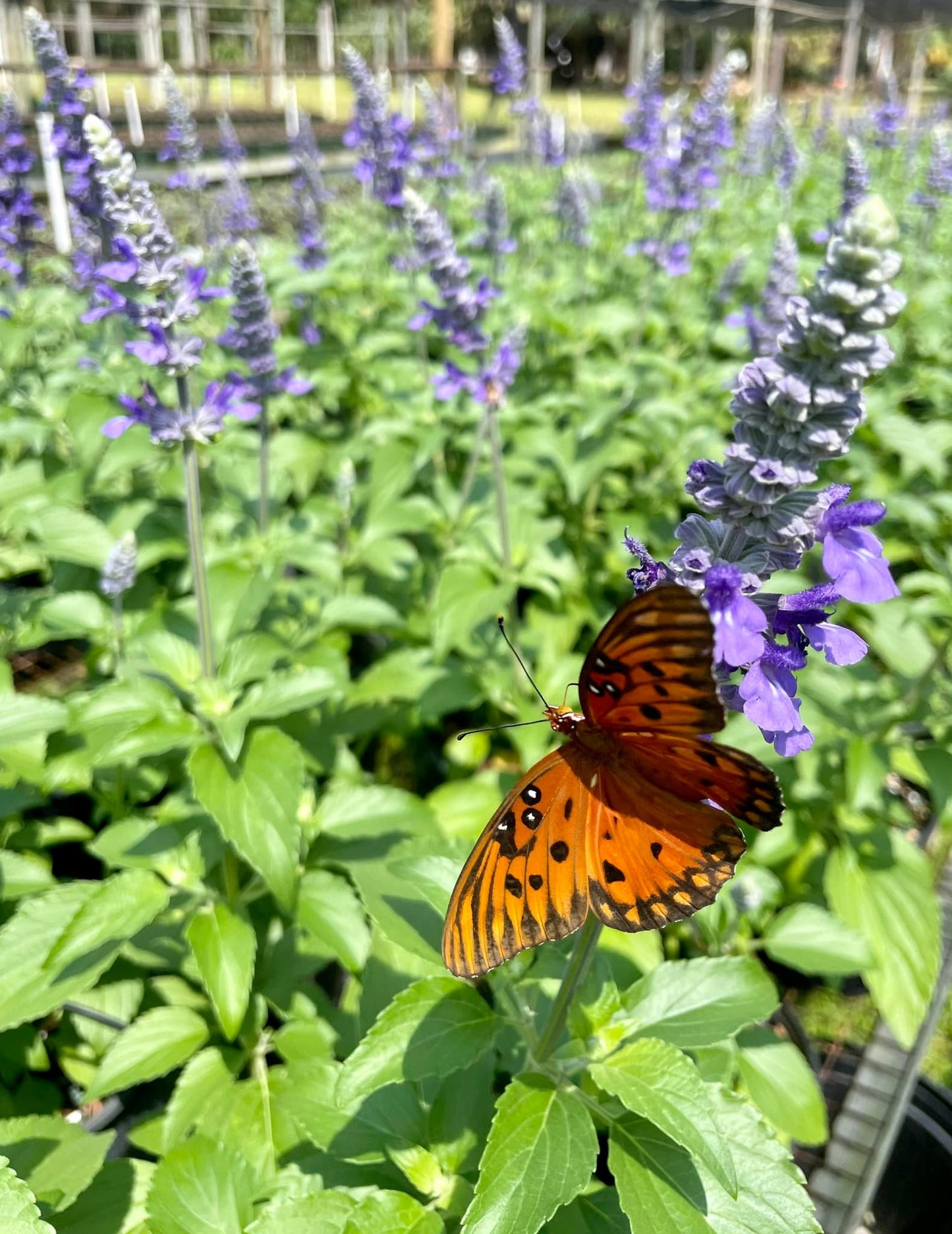 Butterfly Release Ticket 🦋🌸🎟️