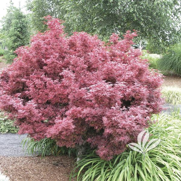 Shaina Japanese Maple 🍁❤️✨