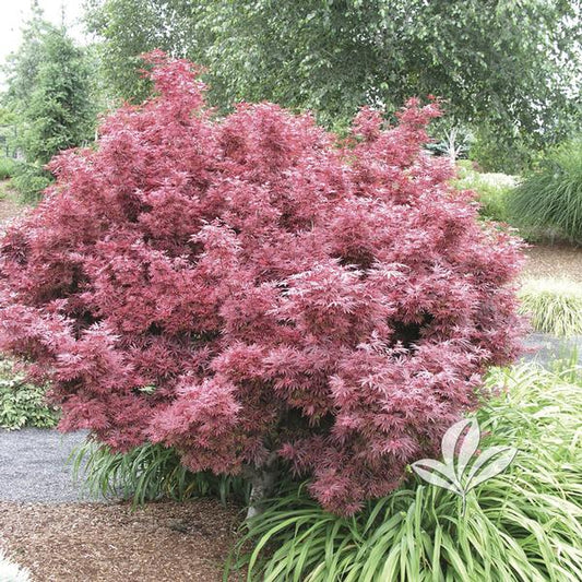 Shaina Japanese Maple 🍁❤️✨