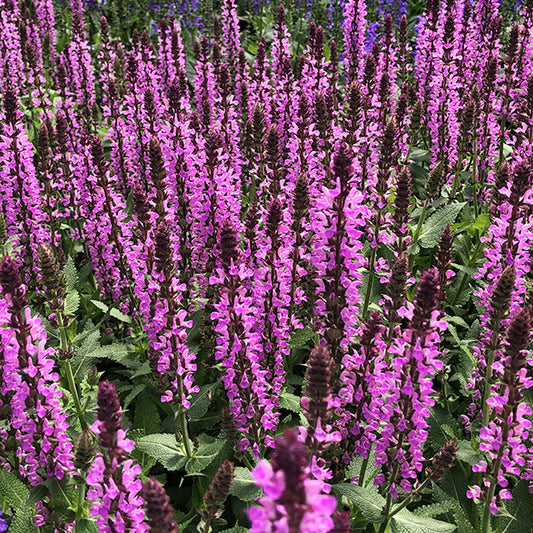 Salvia Nemorosa ‘Pink Profusion’ 🌸🔥🐝