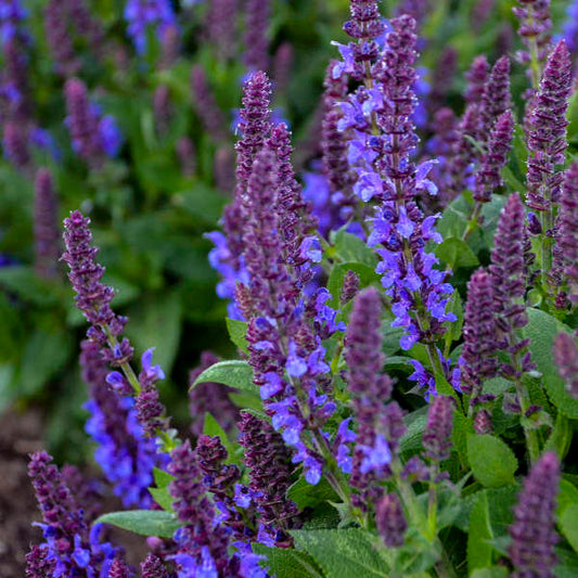 Salvia Nemorosa ‘Purple Profusion’ 💜🔥🐝
