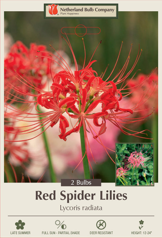 Red Spider Lily 🕷️🌺
