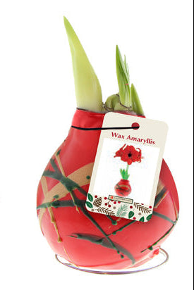 Red Art Munch Mix Amaryllis 🎨❤️
