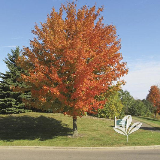 Sugar Maple 🍁🌳🍂