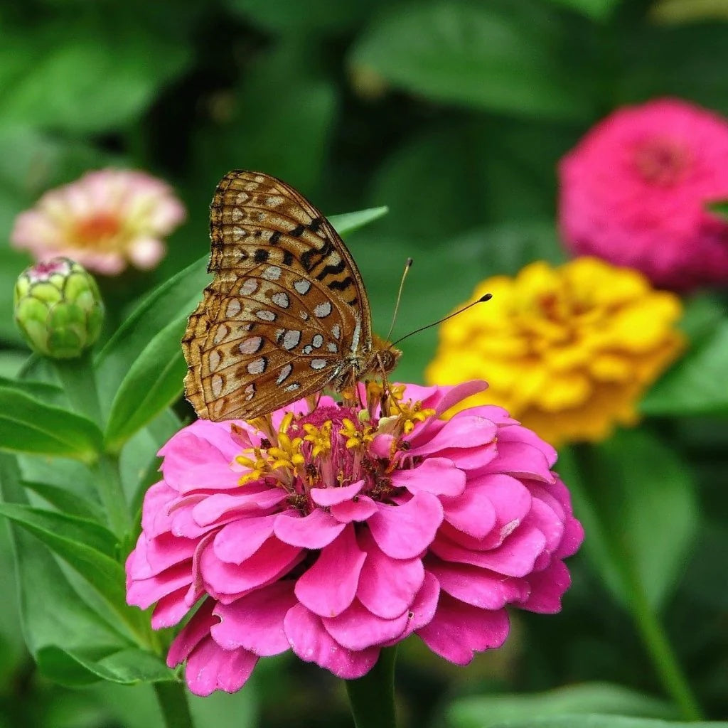 Butterfly Release Ticket 🦋🌸🎟️